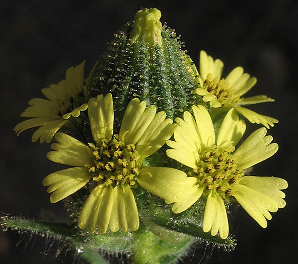 Detailed Picture 3 of Madia sativa