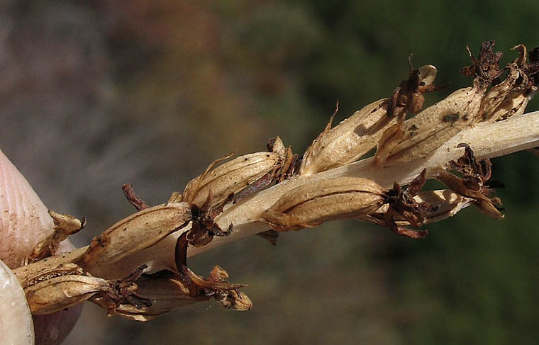 Detailed Picture 8 of Piperia cooperi