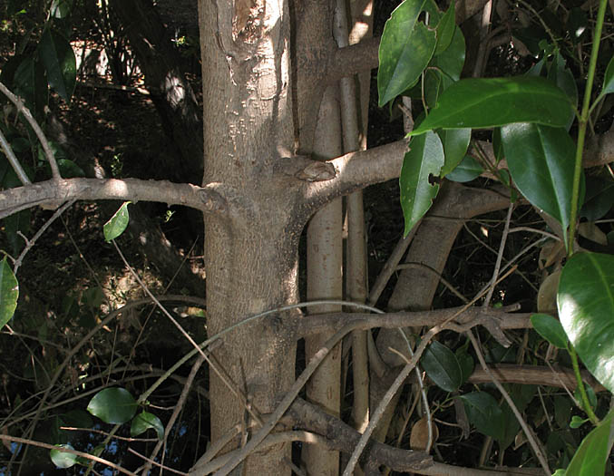 Detailed Picture 8 of Ligustrum lucidum