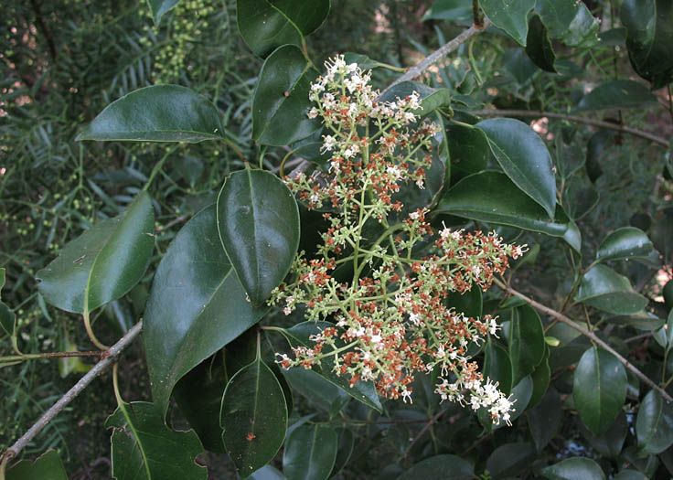 Detailed Picture 5 of Ligustrum lucidum