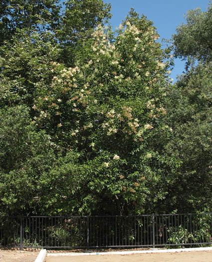 Detailed Picture 7 of Ligustrum lucidum