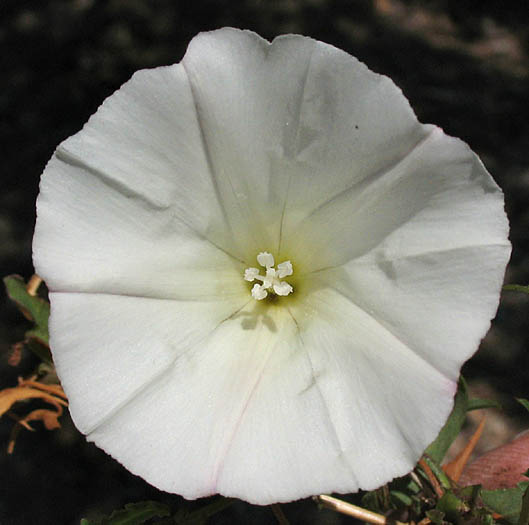 Detailed Picture 1 of Calystegia macrostegia ssp. intermedia