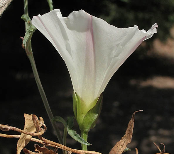 Detailed Picture 3 of Calystegia macrostegia ssp. intermedia