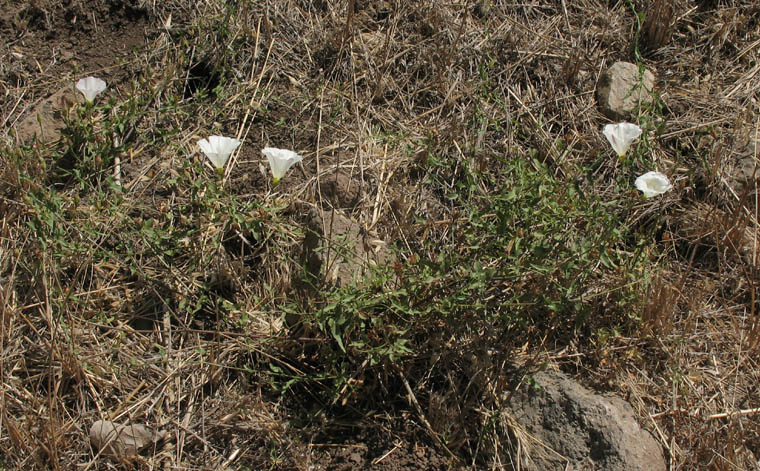 Detailed Picture 6 of Calystegia macrostegia ssp. intermedia