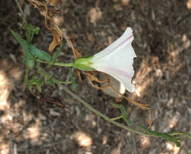 Detailed Picture 4 of Calystegia macrostegia ssp. intermedia