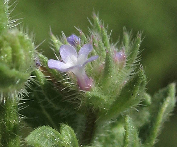 Detailed Picture 3 of Verbena bracteata