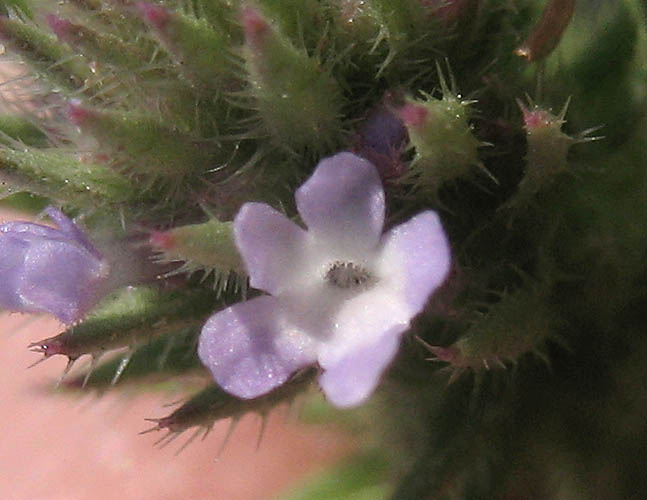 Detailed Picture 1 of Verbena bracteata