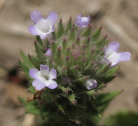 Detailed Picture 4 of Verbena bracteata