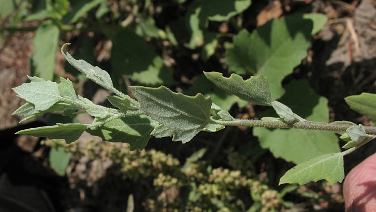 Detailed Picture 5 of Chenopodium berlandieri var. zschackei