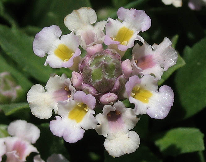 Detailed Picture 1 of Phyla nodiflora