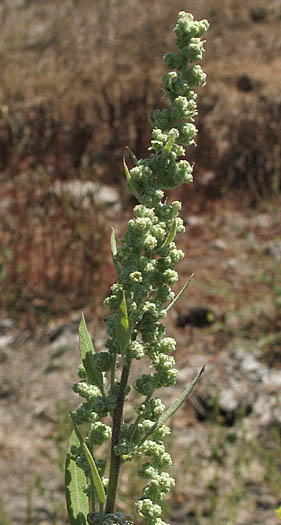 Detailed Picture 4 of Chenopodium berlandieri var. zschackei