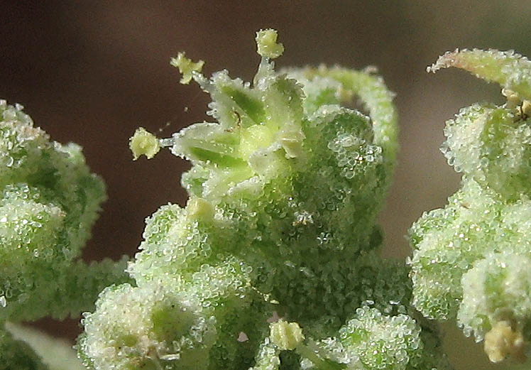 Detailed Picture 2 of Chenopodium berlandieri var. zschackei