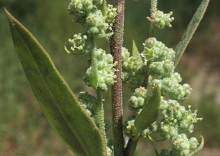 Detailed Picture 3 of Chenopodium berlandieri var. zschackei