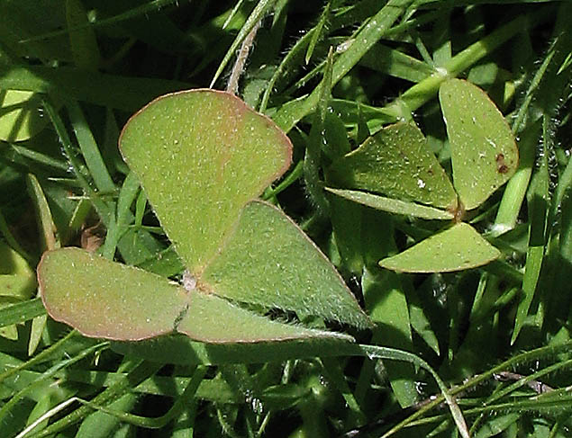 Detailed Picture 1 of Marsilea vestita