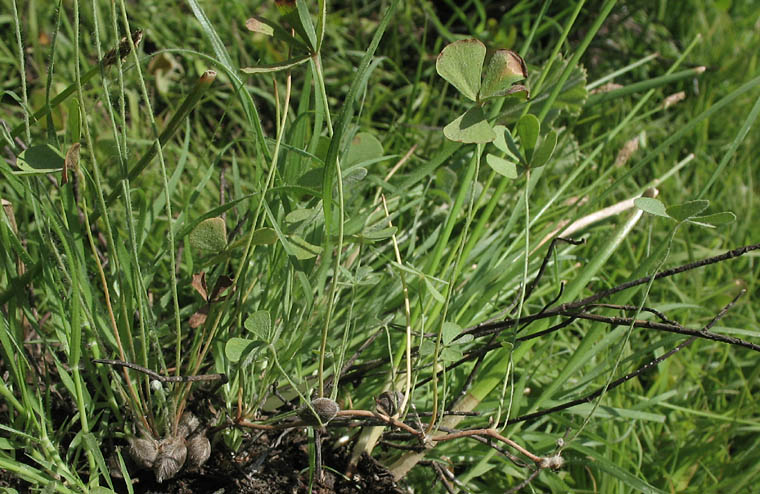 Detailed Picture 2 of Marsilea vestita