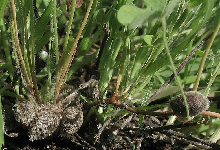 Detailed Picture 3 of Marsilea vestita