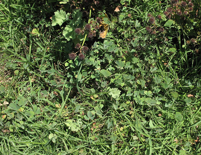 Detailed Picture 4 of Marsilea vestita