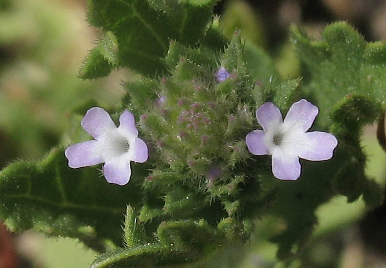 Detailed Picture 2 of Verbena bracteata