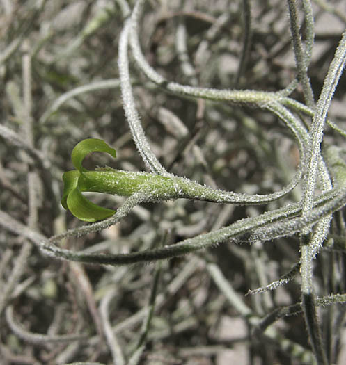 Detailed Picture 3 of Tillandsia usneoides