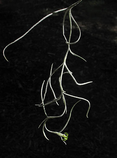 Detailed Picture 4 of Tillandsia usneoides