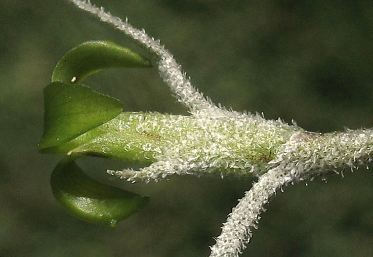 Detailed Picture 2 of Tillandsia usneoides