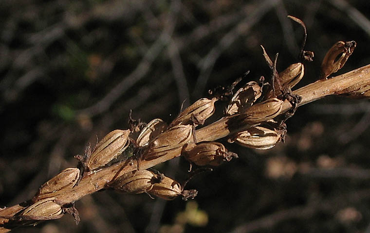 Detailed Picture 6 of Piperia elongata