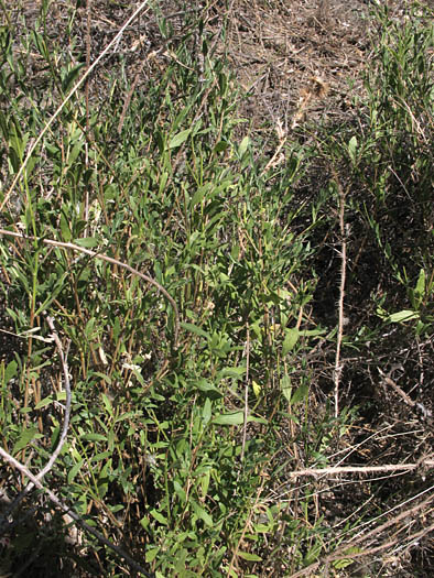 Detailed Picture 4 of Oenothera xenogaura