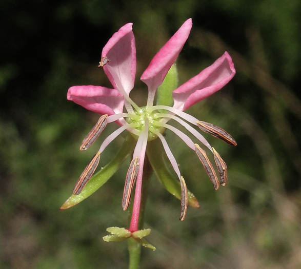 Detailed Picture 1 of Oenothera xenogaura