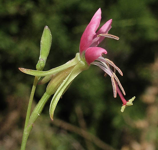 Detailed Picture 2 of Oenothera xenogaura