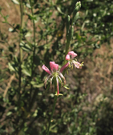 Detailed Picture 3 of Oenothera xenogaura