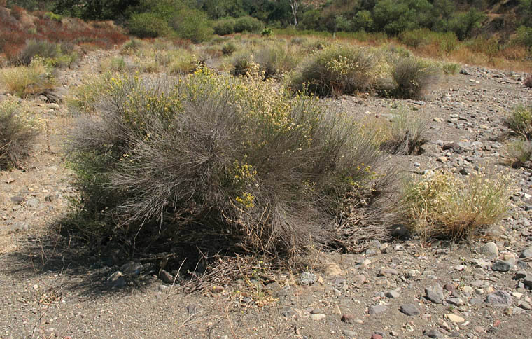 Detailed Picture 4 of Lepidospartum squamatum