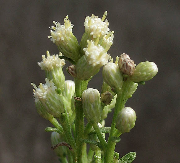 Detailed Picture 4 of Baccharis sarothroides × pilularis