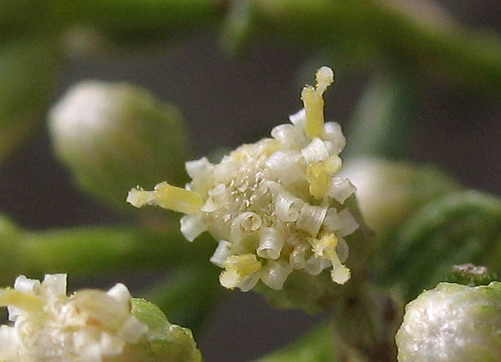 Detailed Picture 2 of Baccharis sarothroides × pilularis