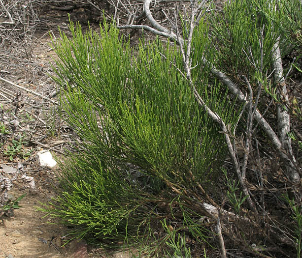 Detailed Picture 6 of Baccharis sarothroides × pilularis