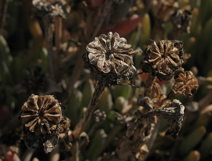 Detailed Picture 7 of Malephora crocea