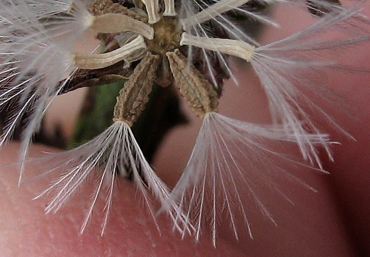 Detailed Picture 9 of Stephanomeria diegensis