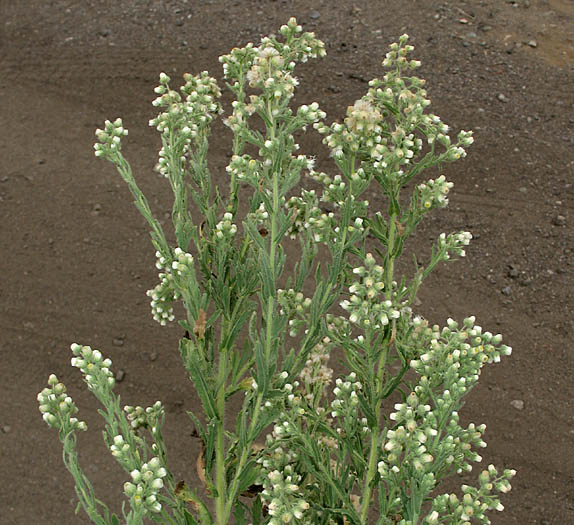 Detailed Picture 5 of Laennecia coulteri