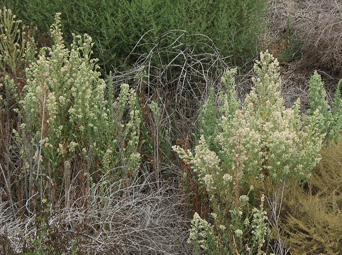 Detailed Picture 6 of Laennecia coulteri