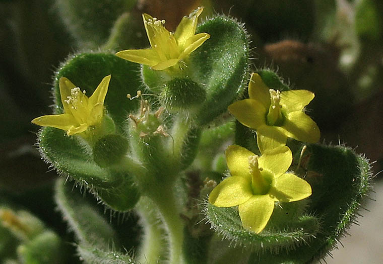 Detailed Picture 4 of Mentzelia micrantha