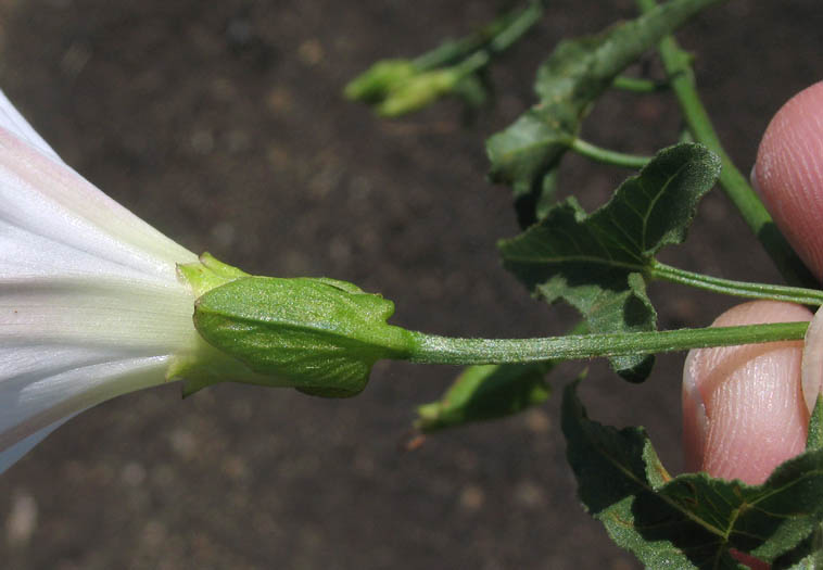 Detailed Picture 8 of Calystegia macrostegia ssp. cyclostegia