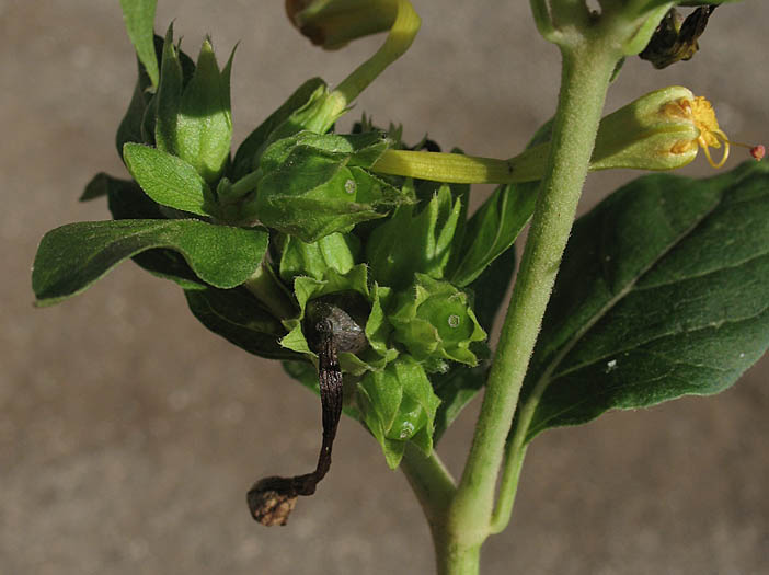 Detailed Picture 6 of Mirabilis jalapa var. jalapa