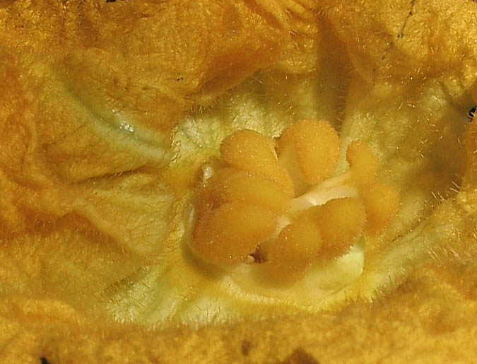 Detailed Picture 5 of Cucurbita pepo var. pepo