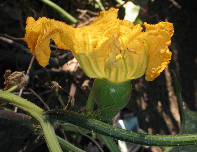 Detailed Picture 4 of Cucurbita pepo var. pepo