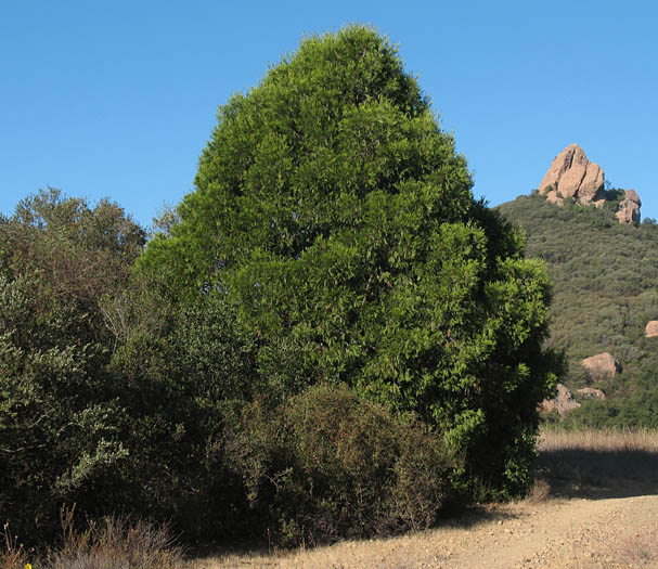 Detailed Picture 8 of Calocedrus decurrens