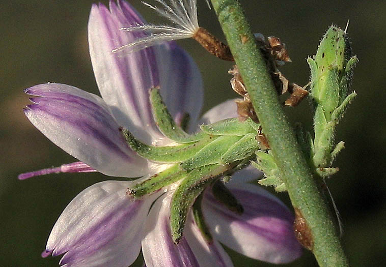 Detailed Picture 3 of Stephanomeria virgata