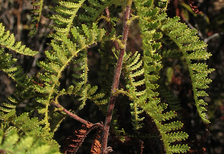 Detailed Picture 5 of Chamaebatia australis