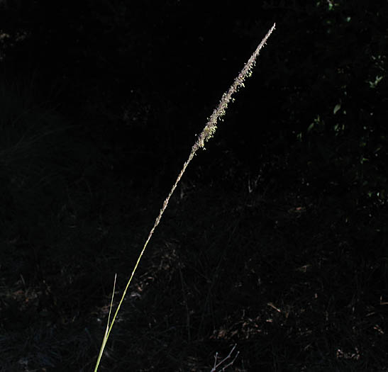 Detailed Picture 1 of Muhlenbergia rigens