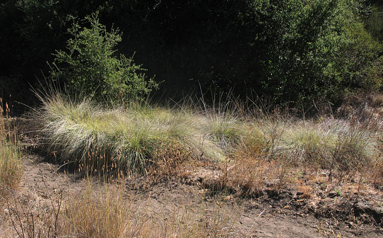 Detailed Picture 4 of Muhlenbergia rigens