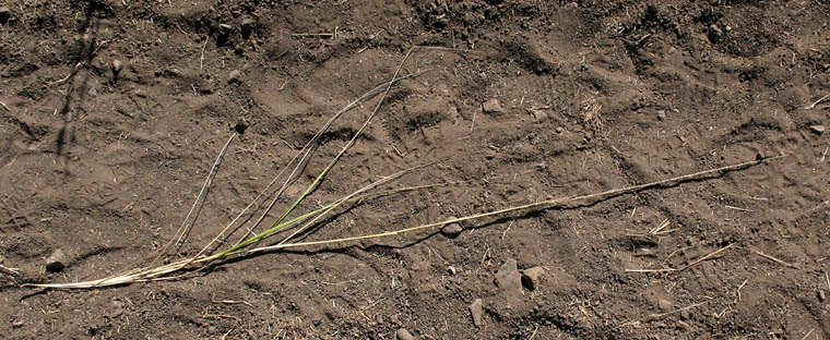 Detailed Picture 5 of Muhlenbergia rigens