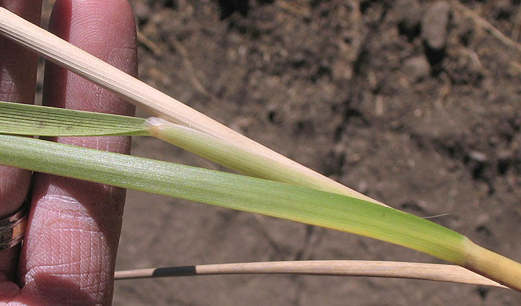 Detailed Picture 6 of Muhlenbergia rigens